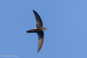 House Swift-240219-215MSDCF-FYP05559-W.jpg (2059 visits) House Swift at Kranji Loop House Swift-240219-215MSDCF-FYP05559-W.jpg