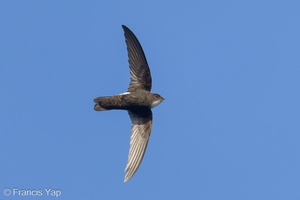 House Swift-240219-215MSDCF-FYP06455-W.jpg (2034 visits) House Swift at Kranji Loop House Swift-240219-215MSDCF-FYP06455-W.jpg