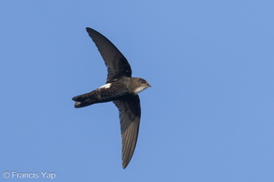 House Swift-240219-215MSDCF-FYP06718-W.jpg (2027 visits) House Swift at Kranji Loop House Swift-240219-215MSDCF-FYP06718-W.jpg