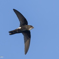 House_Swift-240219-215MSDCF-FYP06718-W.jpg