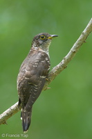 Indian Cuckoo-131006-110EOS1D-FY1X4965-W.jpg (4522 visits) Indian Cuckoo at Bidadari Indian Cuckoo-131006-110EOS1D-FY1X4965-W.jpg