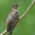 Indian Cuckoo-131006-110EOS1D-FY1X4965-W.jpg