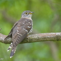 Indian Cuckoo-180103-115EOS1D-F1X28258-W.jpg