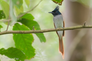Indian Paradise Flycatcher-180325-108ND500-FYP_8195-W.jpg (4407 visits) Indian Paradise Flycatcher at Sungei Buloh Wetland Reserve Indian Paradise Flycatcher-180325-108ND500-FYP_8195-W.jpg