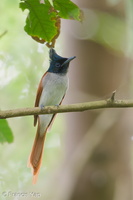 Indian Paradise Flycatcher-180325-108ND500-FYP_8228-W.jpg (4412 visits) Indian Paradise Flycatcher at Sungei Buloh Wetland Reserve Indian Paradise Flycatcher-180325-108ND500-FYP_8228-W.jpg
