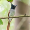 Indian_Paradise_Flycatcher-180325-108ND500-FYP_8228-W.jpg