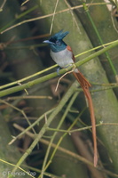 Indian Paradise Flycatcher-181126-114ND500-FYP_1481-W.jpg (4373 visits) Indian Paradise Flycatcher at Sungei Buloh Wetland Reserve Indian Paradise Flycatcher-181126-114ND500-FYP_1481-W.jpg