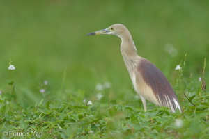 Indian Pond Heron-150418-102EOS7D-FY7D2479-W.jpg (4304 visits) Indian Pond Heron at Bidadari Indian Pond Heron-150418-102EOS7D-FY7D2479-W.jpg