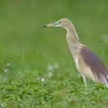 Indian_Pond_Heron-150418-102EOS7D-FY7D2479-W.jpg