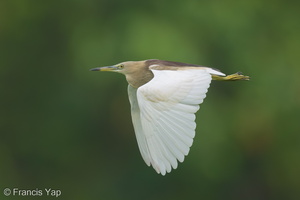 Indian Pond Heron-210404-106MSDCF-FRY04179-W.jpg (4215 visits) Indian Pond Heron at Dover Indian Pond Heron-210404-106MSDCF-FRY04179-W.jpg