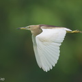 Indian_Pond_Heron-210404-106MSDCF-FRY04179-W.jpg