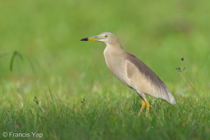 Indian Pond Heron-210508-109MSDCF-FRY07709-W.jpg (4541 visits) Indian Pond Heron at Dover Indian Pond Heron-210508-109MSDCF-FRY07709-W.jpg