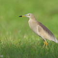 Indian_Pond_Heron-210508-109MSDCF-FRY07709-W.jpg