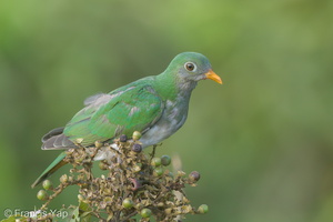 Jambu Fruit Dove-151230-101EOS5D-FY5S9034-W.jpg