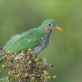 Jambu_Fruit_Dove-151230-101EOS5D-FY5S9034-W.jpg