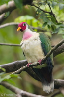 Jambu Fruit Dove-180501-109ND500-FYP_4612-W.jpg
