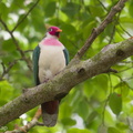 Jambu_Fruit_Dove-190119-115ND500-FYP_0379-W.jpg