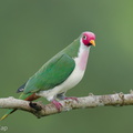 Jambu Fruit Dove-250820-120FRYAP-FYA03048-W.jpg
