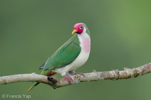 Jambu Fruit Dove-250820-120FRYAP-FYA03119-W.jpg (490 visits) Jambu Fruit Dove at Jelutong Tower Jambu Fruit Dove-250820-120FRYAP-FYA03119-W.jpg
