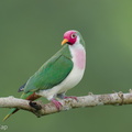 Jambu Fruit Dove-250820-120FRYAP-FYA03119-W.jpg