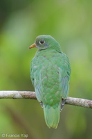 Jambu Fruit Dove-250820-120FRYAP-FYA03846-W.jpg (497 visits) Jambu Fruit Dove at Jelutong Tower Jambu Fruit Dove-250820-120FRYAP-FYA03846-W.jpg