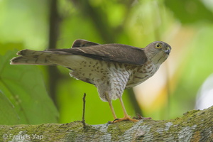 Japanese Sparrowhawk-131024-111EOS1D-FY1X0203-W.jpg (4400 visits) Japanese Sparrowhawk at Rifle Range Link Japanese Sparrowhawk-131024-111EOS1D-FY1X0203-W.jpg