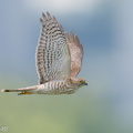 Japanese Sparrowhawk-191019-101MSDCF-FYP03400-W.jpg
