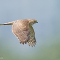 Japanese_Sparrowhawk-191019-101MSDCF-FYP03401-W.jpg