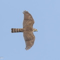 Japanese Sparrowhawk-231103-209MSDCF-FYP05824-W.jpg