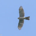 Japanese Sparrowhawk-241013-247MSDCF-FYP03616-W.jpg