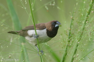Javan Munia-220305-141MSDCF-FRY09532-W.jpg