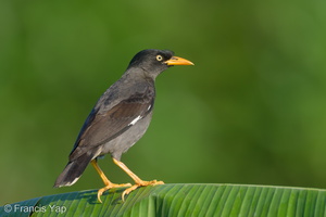 Javan Myna-220128-137MSDCF-FRY08573-W.jpg (4552 visits) Javan Myna at Neo Tiew Road Javan Myna-220128-137MSDCF-FRY08573-W.jpg