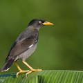 Javan_Myna-220128-137MSDCF-FRY08573-W.jpg