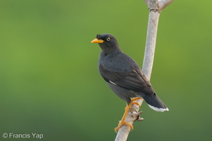 Javan Myna-240404-221MSDCF-FYP03963-W.jpg (2007 visits) Javan Myna at Ghim Moh Link Javan Myna-240404-221MSDCF-FYP03963-W.jpg