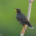 Javan Myna-240404-221MSDCF-FYP03963-W.jpg