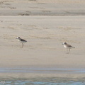 Javan_Plover-260512-189FRYAP-FYA05945-W.jpg