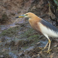 Javan_Pond_Heron-120326-110EOS1D-FYAP1883-W.jpg