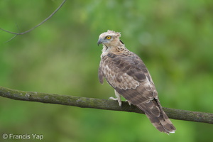 Jerdon's Baza-180311-108ND500-FYP_1321-W.jpg (4722 visits) Jerdon's Baza at Bishan Park Jerdon's Baza-180311-108ND500-FYP_1321-W.jpg