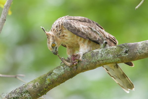 Jerdon's Baza-180311-108ND500-FYP_1988-W.jpg (4516 visits) Jerdon's Baza at Bishan Park Jerdon's Baza-180311-108ND500-FYP_1988-W.jpg