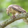 Jerdons_Baza-180311-108ND500-FYP_1988-W.jpg