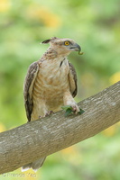 Jerdon's Baza-180311-108ND500-FYP_2962-W.jpg (4446 visits) Jerdon's Baza at Bishan Park Jerdon's Baza-180311-108ND500-FYP_2962-W.jpg