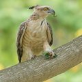 Jerdons_Baza-180311-108ND500-FYP_2962-W.jpg