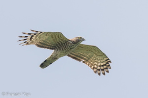 Jerdon's Baza-221106-159MSDCF-FYP00169-W.jpg (3973 visits) Jerdon's Baza at Henderson Waves Jerdon's Baza-221106-159MSDCF-FYP00169-W.jpg