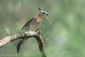 Jerdon's Baza-221231-161MSDCF-FYP09476-W.jpg (3516 visits) Jerdon's Baza at Coney Island Jerdon's Baza-221231-161MSDCF-FYP09476-W.jpg