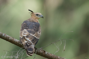 Jerdon's Baza-221231-162MSDCF-FYP00881-W.jpg (3575 visits) Jerdon's Baza at Coney Island Jerdon's Baza-221231-162MSDCF-FYP00881-W.jpg