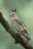 Jerdon's Baza-221231-162MSDCF-FYP01033-W.jpg (3471 visits) Jerdon's Baza at Coney Island Jerdon's Baza-221231-162MSDCF-FYP01033-W.jpg