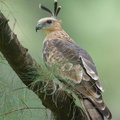 Jerdons_Baza-221231-162MSDCF-FYP01033-W.jpg