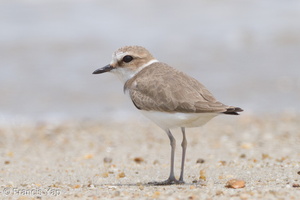 Kentish Plover-111110-109EOS7D-IMG_2834-W.jpg (4460 visits) Kentish Plover at Changi Cove Kentish Plover-111110-109EOS7D-IMG_2834-W.jpg