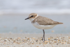 Kentish Plover-111110-109EOS7D-IMG_2871-W.jpg (4337 visits) Kentish Plover at Changi Cove Kentish Plover-111110-109EOS7D-IMG_2871-W.jpg