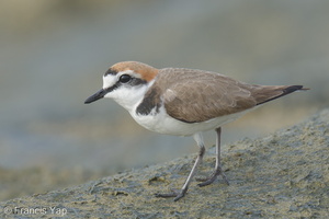 Kentish Plover-220209-140MSDCF-FRY02323-W.jpg (4557 visits) Kentish Plover at Marina East Drive Kentish Plover-220209-140MSDCF-FRY02323-W.jpg